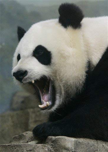 Panda encabriáu